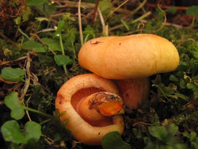Lactarius salmonicolor