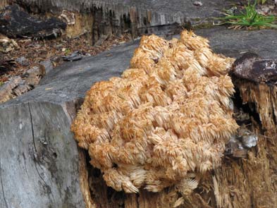 Hericium alpestre
