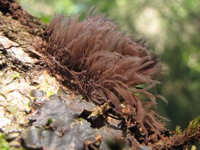 Stemonitis sp.