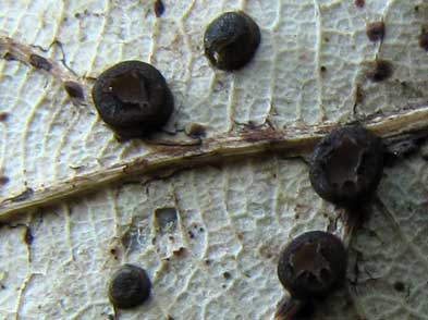 Coccomyces coronatus