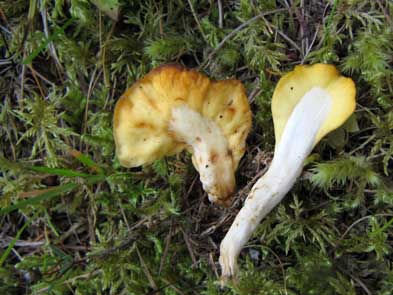 Spathularia flavida