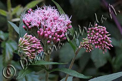 Eupatorium cannabinum