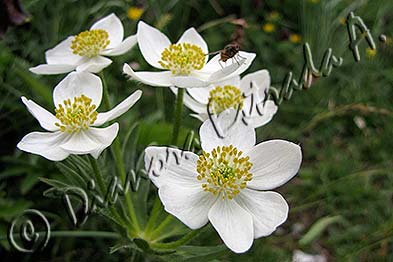Anemone narcissiflora