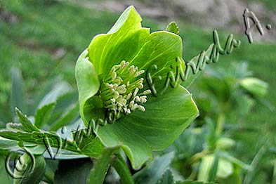 Helleborus viridis