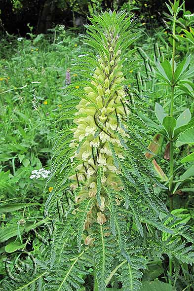 Pedicularis foliosa