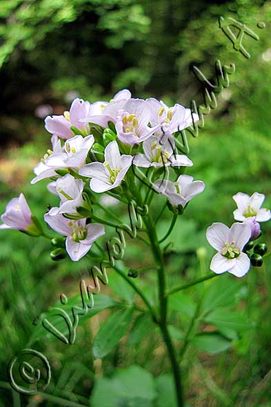 Cardamine pratensis