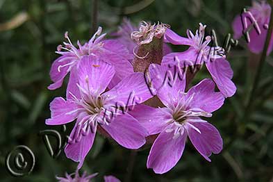 Saponaria caespitosa