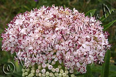 Sambucus ebulus