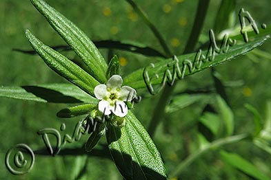 Lithospermum officinale