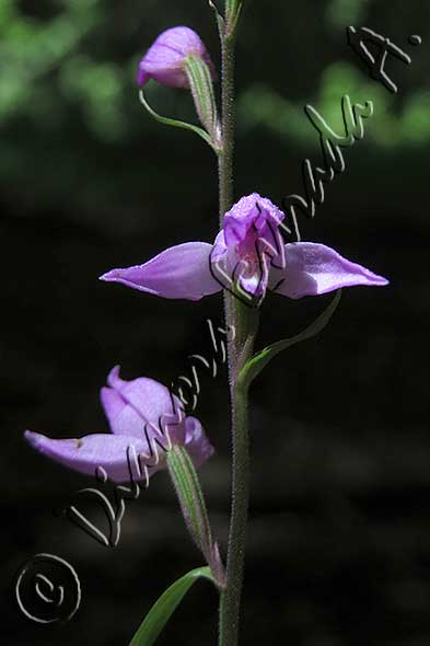 Cephalanthera rubra