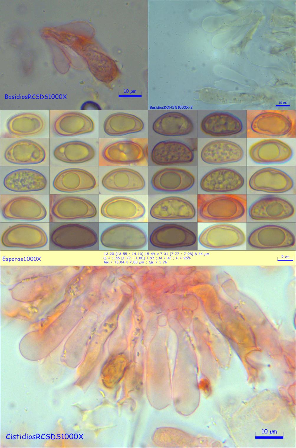 Inocybe cervicolor microscopía