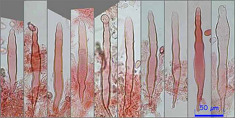 Pleurocistidios rojo Congo Laccariopsis mediterranea