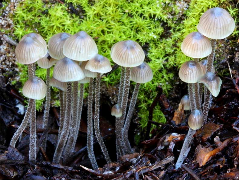 Mycena amicta