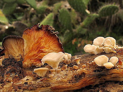 Pleurotus opuntiae