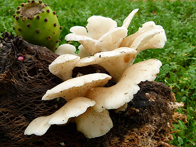 Pleurotus opuntiae