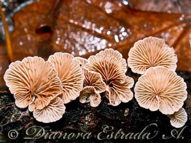 Crepidotus variabilis