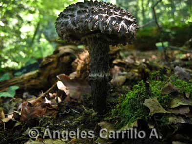 Strobilomyces strobilaceus