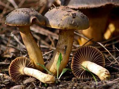 Chroogomphus rutilus