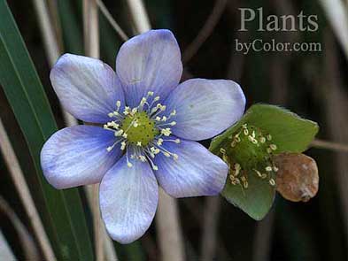 Hepatica nobilis