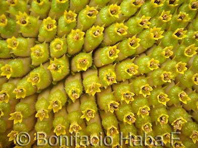 Helianthus annuus