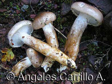 Hygrophorus persoonii