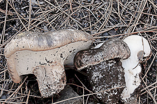 Boletus aereus