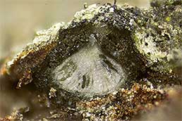 Splanchnonema quercicola