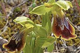 Ophrys x leucadica