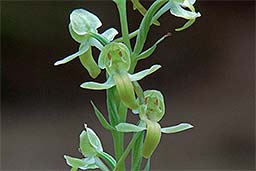 Platanthera algeriensis